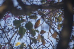 Icterus bullockii