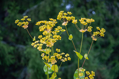 Bupleurum aureum