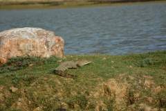 Crocodylus palustris