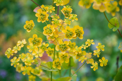 Bupleurum aureum