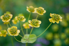 Bupleurum aureum