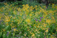 Bupleurum aureum