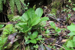 Chrysosplenium macrophyllum