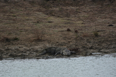 Crocodylus palustris