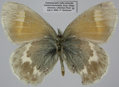 Coenonympha tullia mixturata
