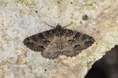 Ascotis fortunata
