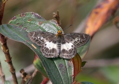 Gerosis phisara