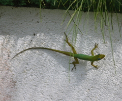 Anolis trinitatis
