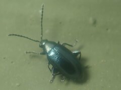 Phyllotreta nigripes