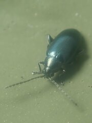 Phyllotreta nigripes