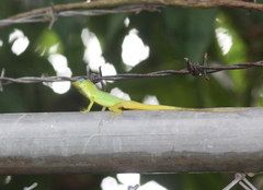 Anolis trinitatis