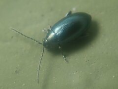 Phyllotreta nigripes