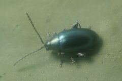 Phyllotreta nigripes