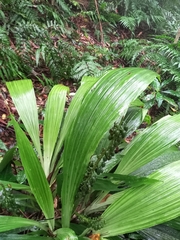 Calanthe speciosa
