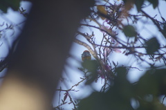 Icterus bullockii