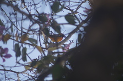 Icterus bullockii