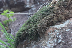 Selaginella rossii