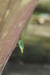 Anolis trinitatis