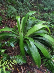 Calanthe speciosa