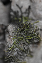 Venturiella sinensis