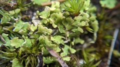 Cladonia foliacea