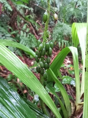 Calanthe speciosa
