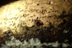 Dolichoctis rotundata