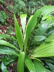 Calanthe speciosa