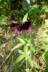 Fritillaria camschatcensis