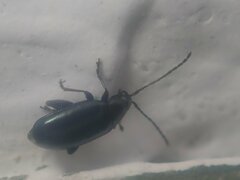 Phyllotreta nigripes