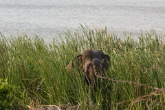 Elephas maximus maximus