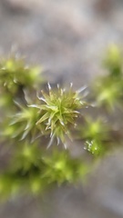 Racomitrium canescens