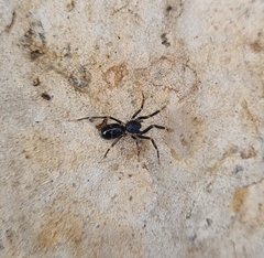 Liophrurillus flavitarsis