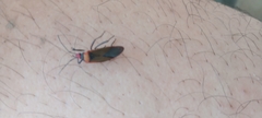 Dysdercus