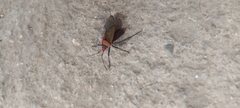 Dysdercus