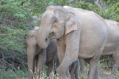 Elephas maximus maximus