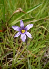 Sisyrinchium idahoense
