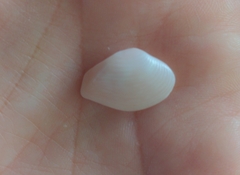 Kalolophus speciosus