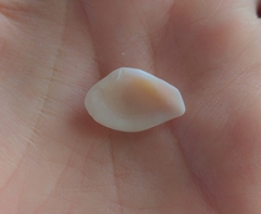 Kalolophus speciosus