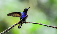 Boissonneaua jardini