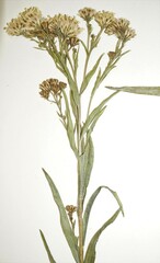 Solidago × bernardii