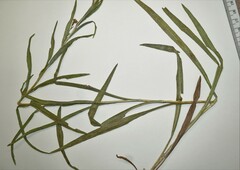 Solidago × bernardii