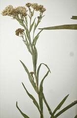 Solidago × bernardii