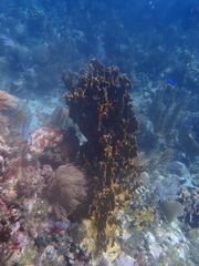 Millepora complanata