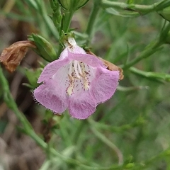 Agalinis communis