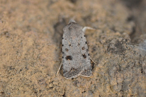 Caradrina rebeli