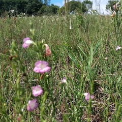 Agalinis communis
