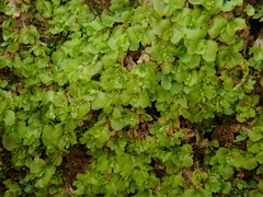 Fossombronia angulosa