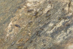 Ligia exotica