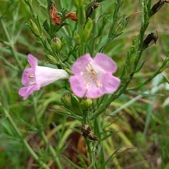 Agalinis communis